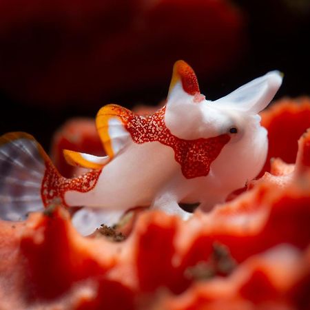 Palm Springs Bali Dive Resort Tulamben Εξωτερικό φωτογραφία