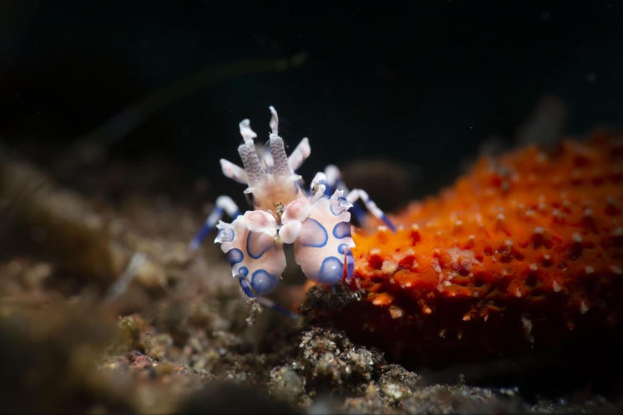 Palm Springs Bali Dive Resort Tulamben Εξωτερικό φωτογραφία